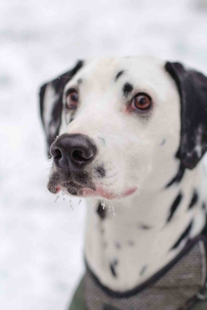 A closeup of dalmatian dog 