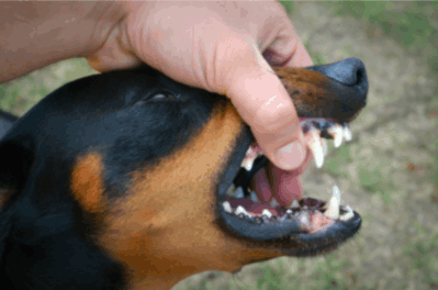 a person checking a dog's teeth 