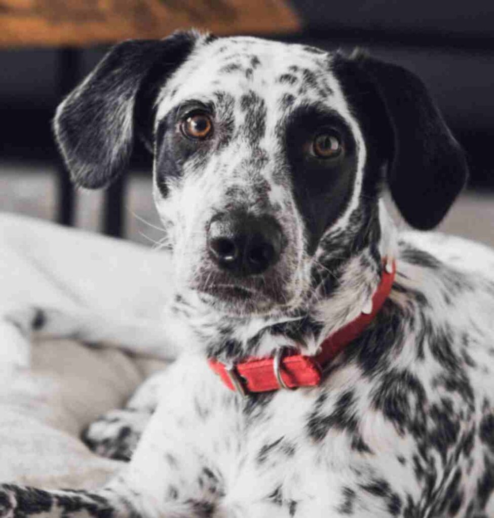 Black and white Dalmatian dog with a red band on its neck