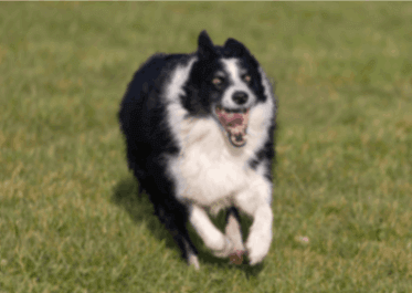 Black and white Icelandic sheepdog playing on grass