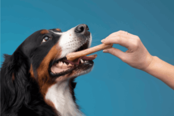 women giving raw bone to a dog to remove plaque or tartar buildup