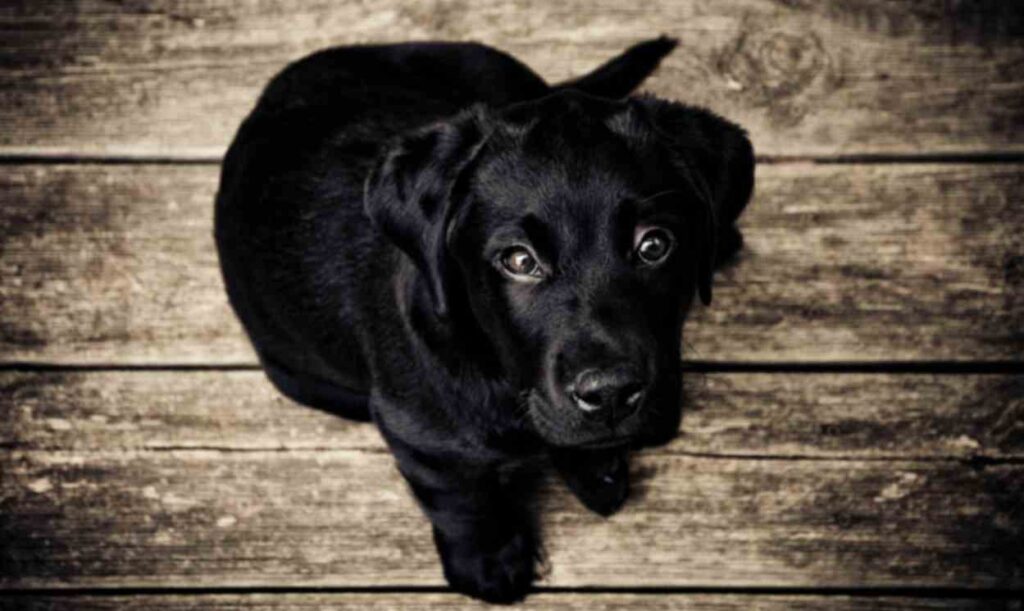 Black golden retriever puppy