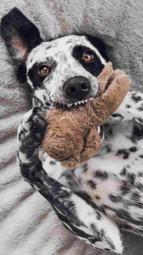  Cute-dalmatian-playing-with-teddy