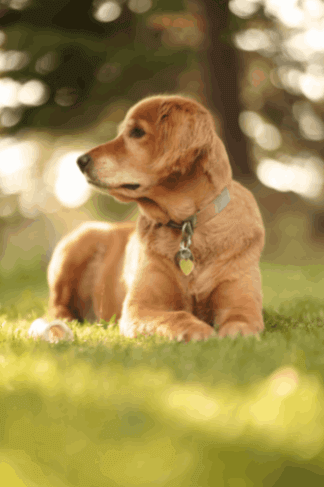 Cute red golden retriever dog sitting grass