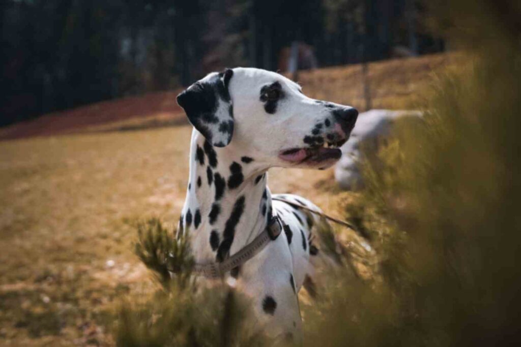  Black and white dog standing behind bushes