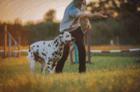  Dog playing on the ground