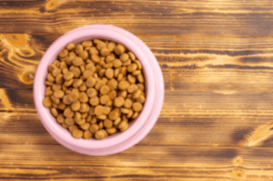 A bowl of dog's processed food 