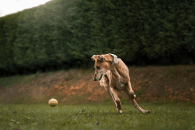 dog playing with a ball 