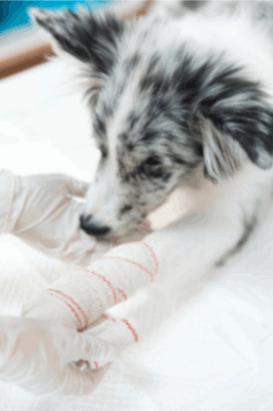 Dog with a bandage on his leg to prevent dog lick pus or wound 