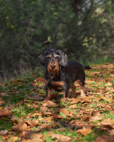 german wirehaired pointer dog on leafy ground