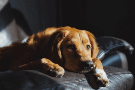 Red golden retriever laying on a sofa