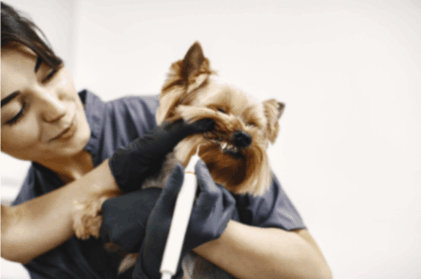 vet cleaning dog teeth to remove stinky breath in dog