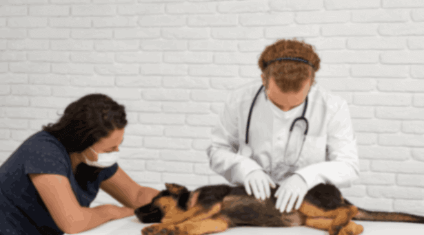 veterinarian examining  a sick dog