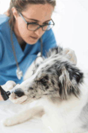 Veterinarian examining the ear of the dog 