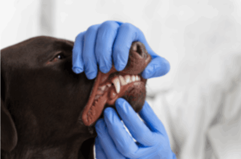 veterinarian checking dog teeth to identify the reason for stinky breath in dog