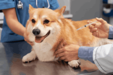 
Veterinarian injecting medicine to treat bloody stool in dog