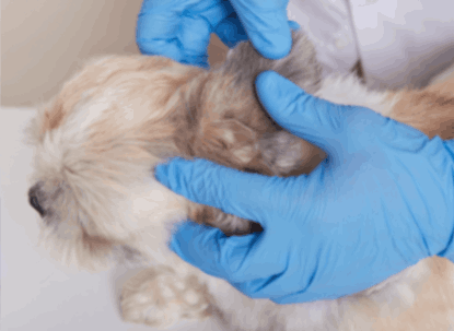 veterinarian looking for ear mites in a dog