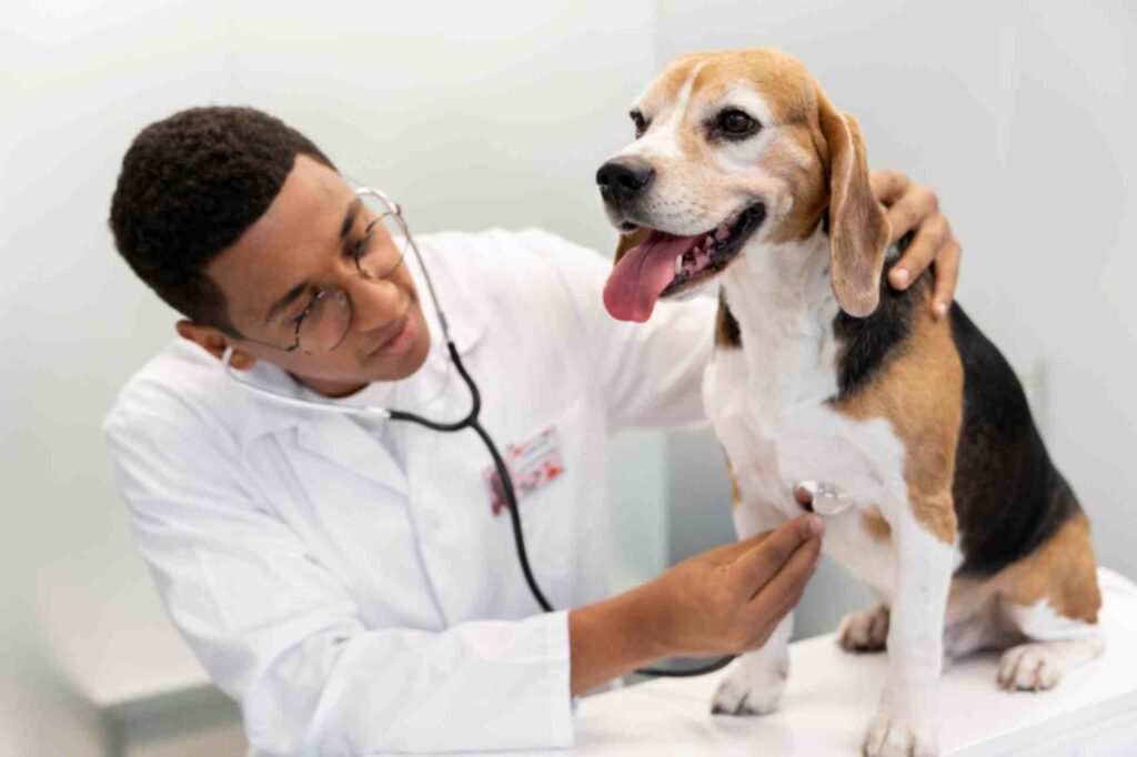 veterinarian examining dog