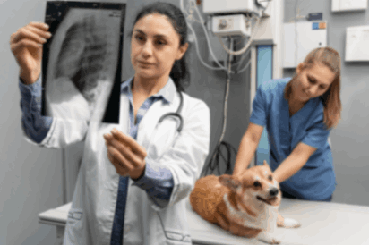 a Veterinarian studying dogs X-ray