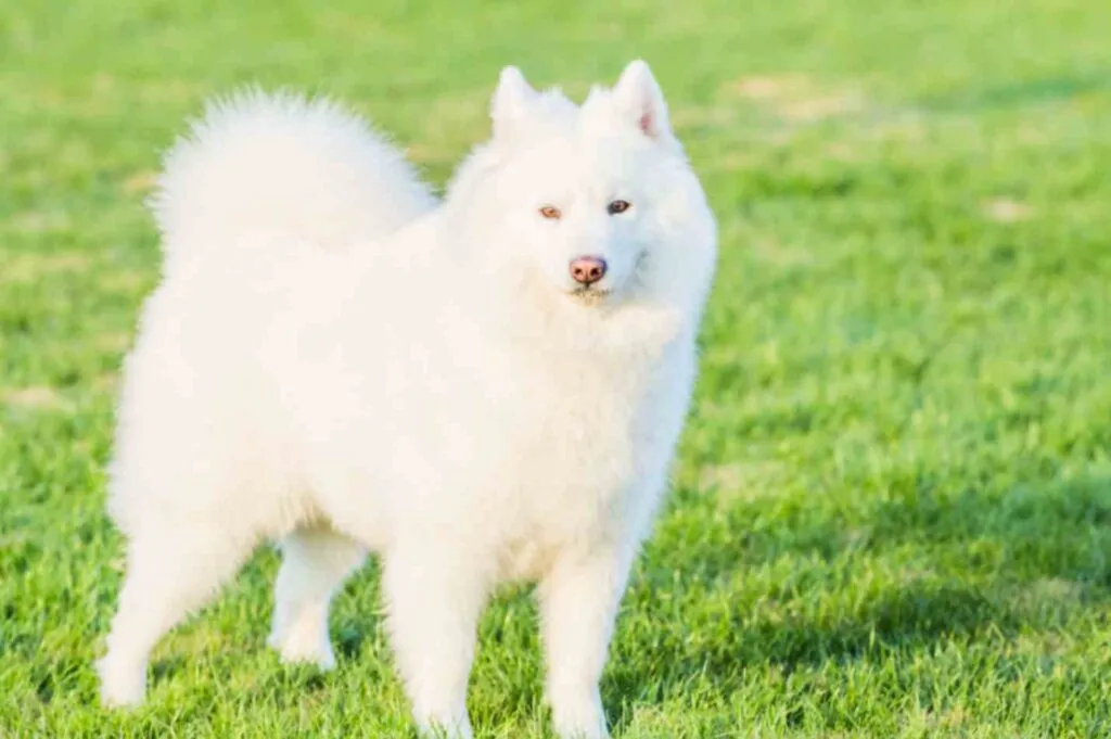 cute white Icelandic sheepdog standing on grass