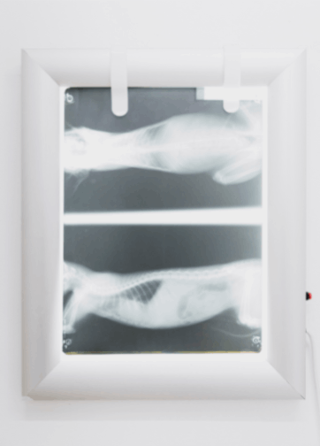 X-ray of dog's abdomen