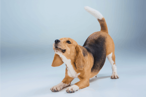 dog stretching his body and playing