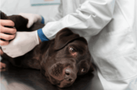 veterinarian examining the sick dog