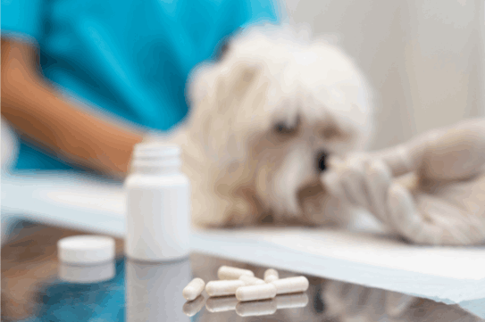 vet giving medicine to dog