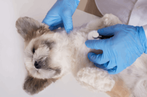 veterinarian physically examining the chest of the dog