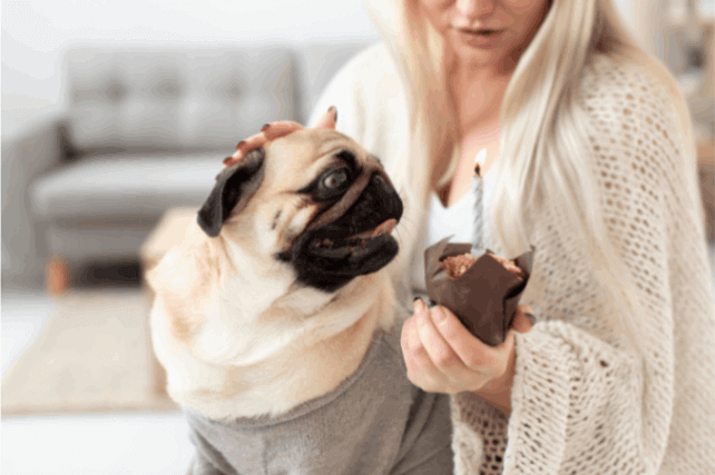 A dog eating his chocolate muffin