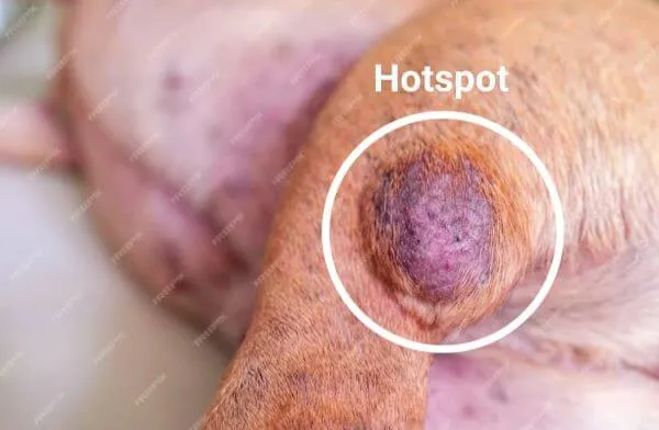 A giant hotspot on dog's leg