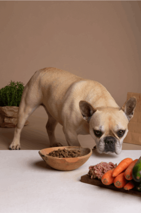 Adorable dog standing in front of a bowl of dog food