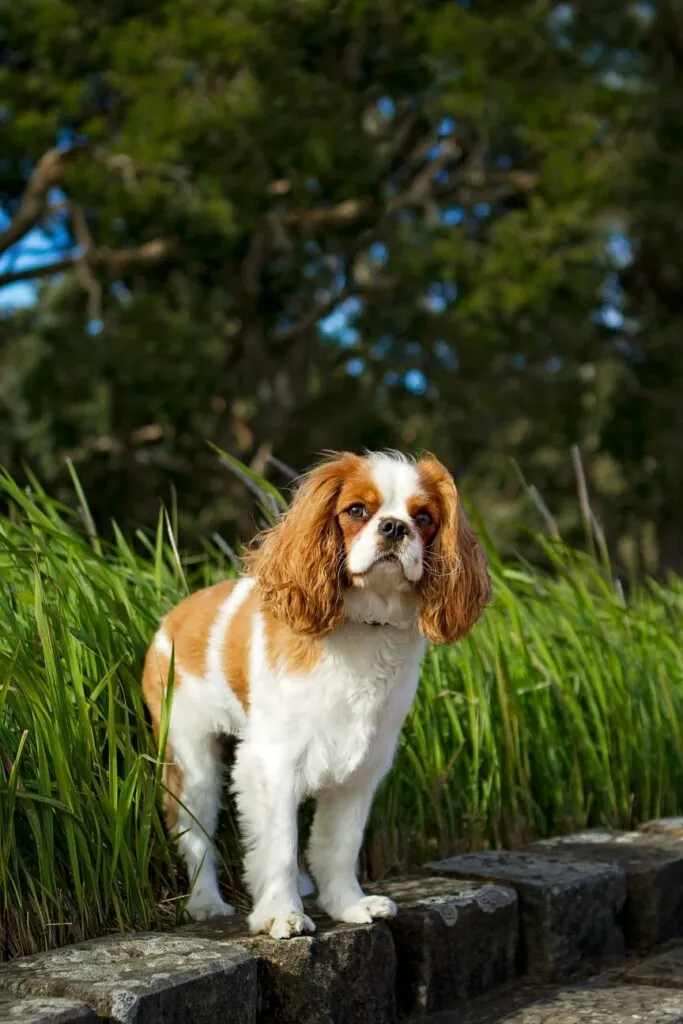 Cavalier King Charles Spaniel standing outside on sunny day