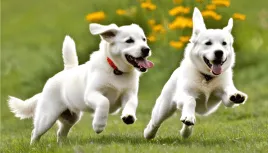Two cute colorado mountain dogs playing together
