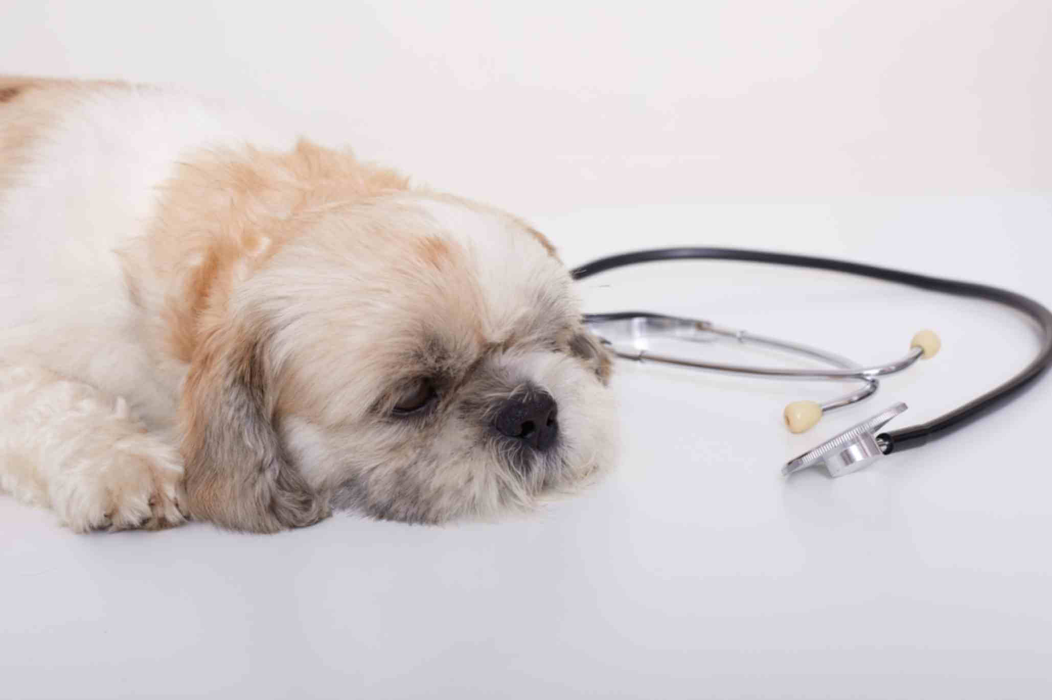 a sick dog-laying near-stethoscope