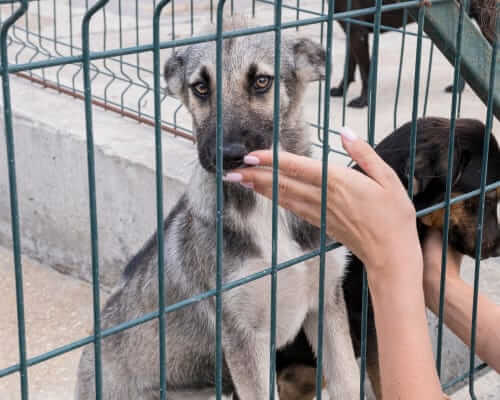 an adorable dog standing at boarding kennel