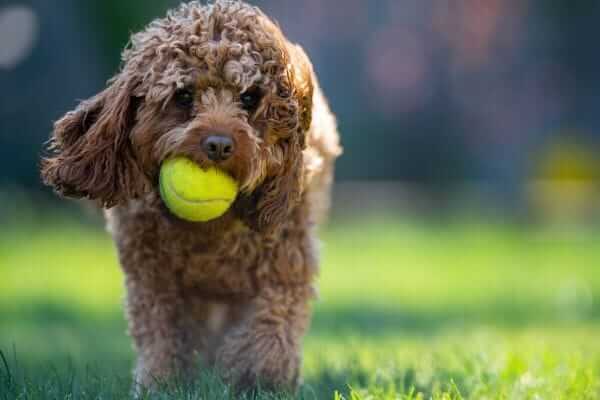 beautiful brown cavapoo dog playing with ball