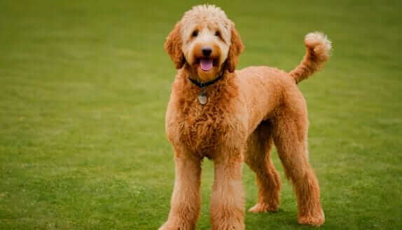 beautiful goldendoodle dog standing on grass