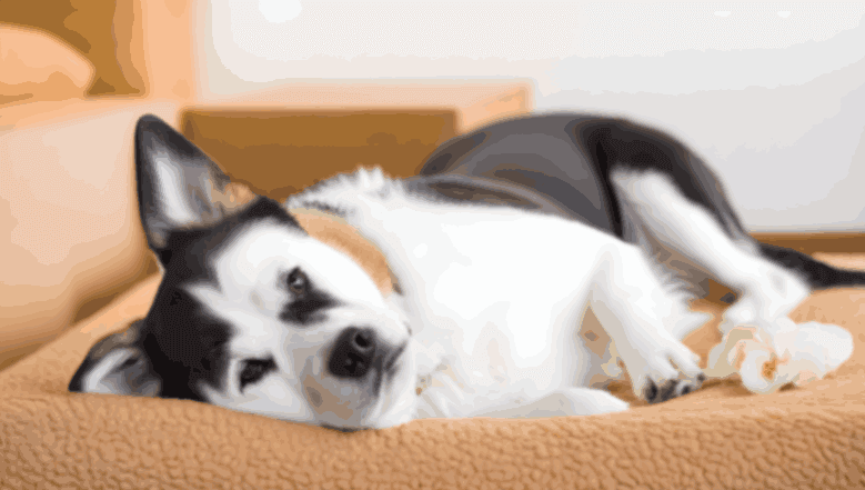 black and white sick-dog laying on beige sofa