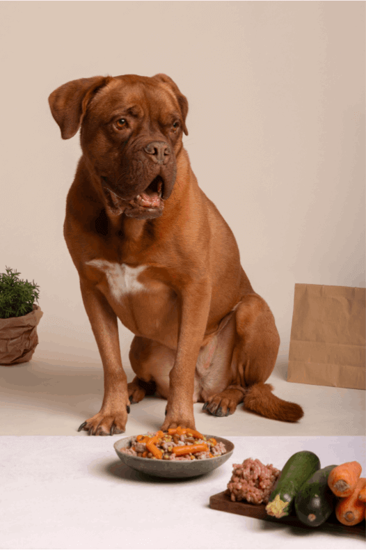 brown dog sitting with his bowl of food in front of him