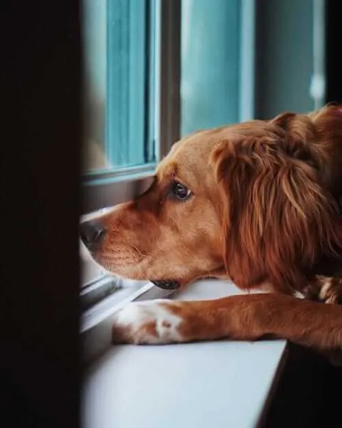 cute brown dog looking outside window