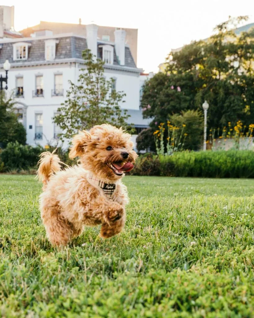cute cavapoo dog running on grass