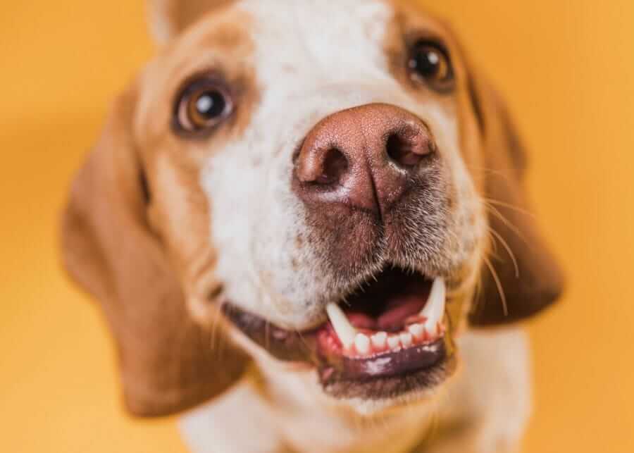 cute dog smiling with all his teeth out