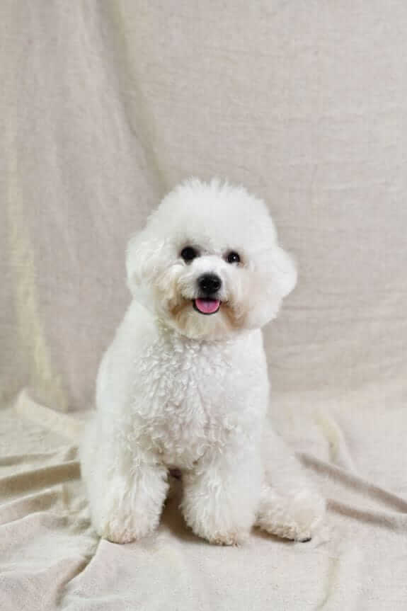 cute white poodle puppy with his tongue out