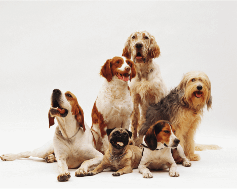 dogs of different breeds standing together