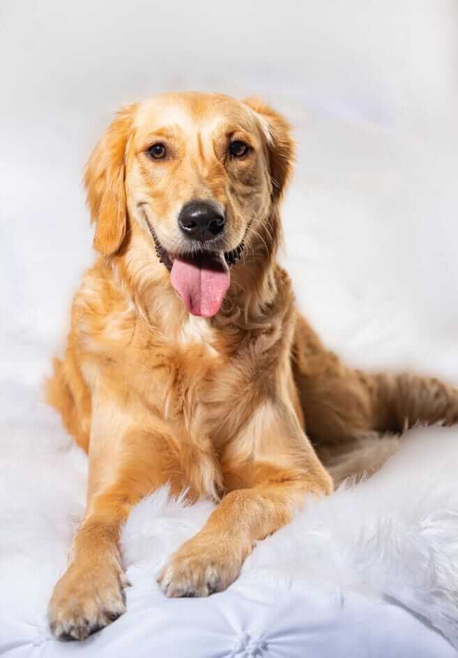 golden retriever dog