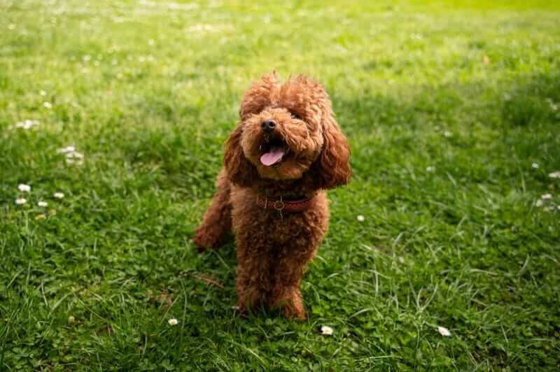 red cavapoo standing on green grass with his tongue out