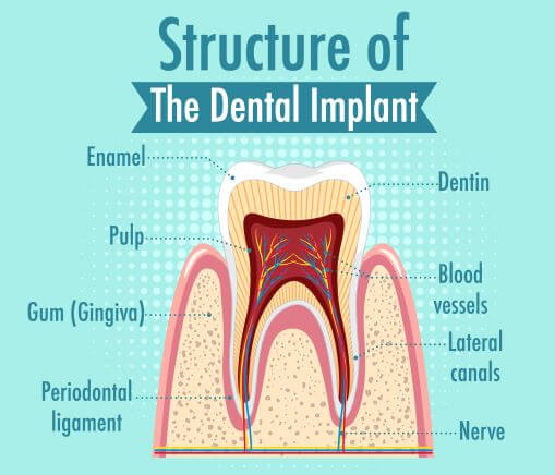 tooth structure