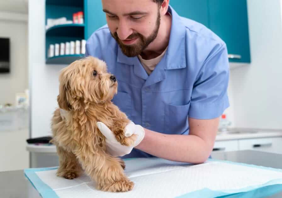 veterinarian checking a brown dog